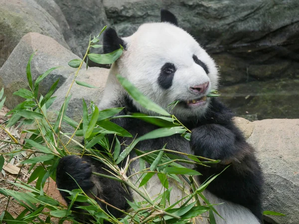 Giant Panda eating bamboo shoots and leaves. The giant panda (Ailuropoda melanoleuca) also known as the panda bear (or simply the panda), is a bear species.