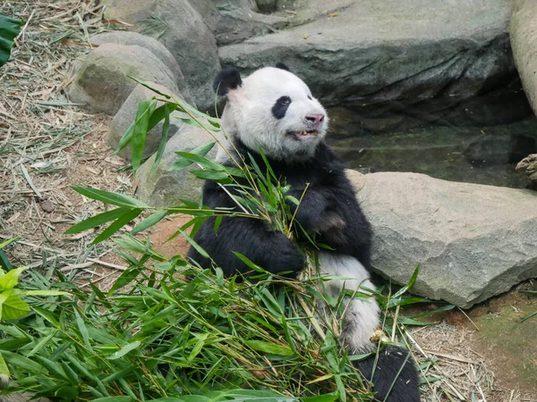 Giant Panda eating bamboo shoots and leaves. The giant panda (Ailuropoda melanoleuca) also known as the panda bear (or simply the panda), is a bear species.