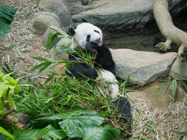 Giant Panda eating bamboo shoots and leaves. The giant panda (Ailuropoda melanoleuca) also known as the panda bear (or simply the panda), is a bear species.