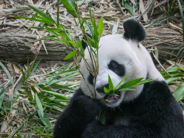 Panda Gigante Comendo Brotos Bambu Folhas Panda Gigante Ailuropoda Melanoleuca — Fotografia de Stock