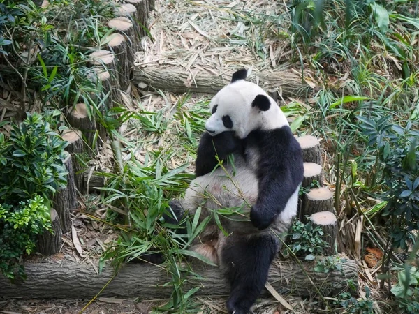 Giant Panda eating bamboo shoots and leaves. The giant panda (Ailuropoda melanoleuca) also known as the panda bear (or simply the panda), is a bear species.