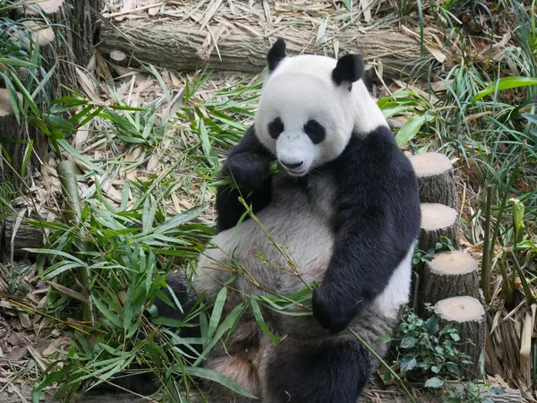 Giant Panda eating bamboo shoots and leaves. The giant panda (Ailuropoda melanoleuca) also known as the panda bear (or simply the panda), is a bear species.