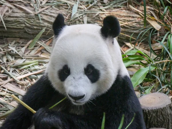 Giant Panda eating bamboo shoots and leaves. The giant panda (Ailuropoda melanoleuca) also known as the panda bear (or simply the panda), is a bear species.