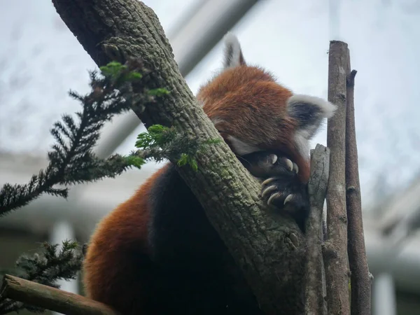 Panda Rossa Che Dorme Sull Albero Panda Rosso Ailurus Fulgens — Foto Stock