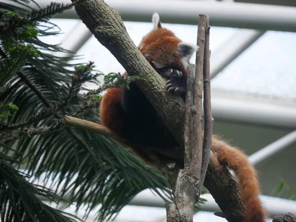 Panda Rojo Durmiendo Árbol Panda Rojo Ailurus Fulgens También Conocido —  Fotos de Stock
