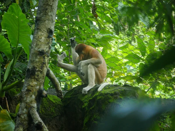 Proboscis Monkey Sentado Tree Mono Probóscis Nasalis Larvatus Mono Nariz —  Fotos de Stock