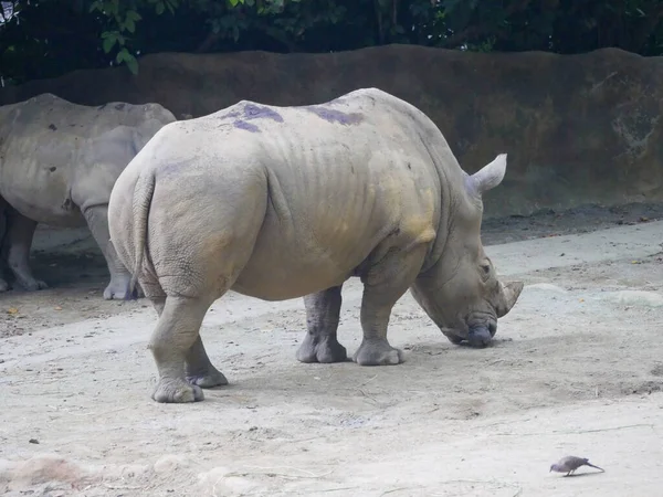 White rhinoceros roaming in Park. white rhino or square-lipped rhinoceros (Ceratotherium simum) is the largest extant species of rhinoceros. It has a wide mouth used for grazing