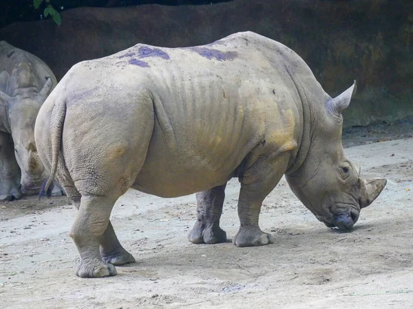 White rhinoceros roaming in Park. white rhino or square-lipped rhinoceros (Ceratotherium simum) is the largest extant species of rhinoceros. It has a wide mouth used for grazing