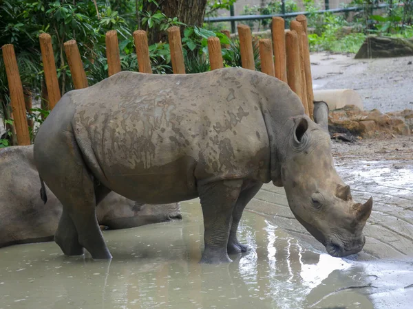 White Rhinoceros Roaming Park White Rhino Square Lipped Rhinoceros Ceratotherium — Stock Photo, Image