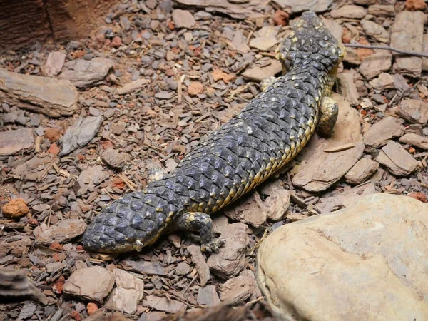 Tiliqua rugosa, en yaygın olarak bilinen adıyla kiremit sırtlı kertenkele ya da yolda sürünen kısa kuyruklu kertenkele.