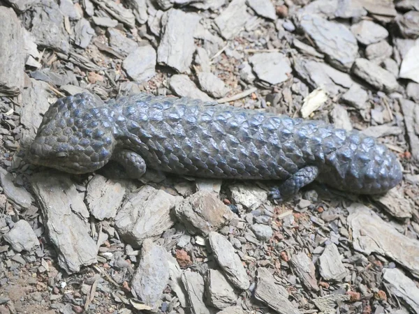 Tiliqua Rugosa Yaygın Olarak Bilinen Adıyla Kiremit Sırtlı Kertenkele Yolda — Stok fotoğraf