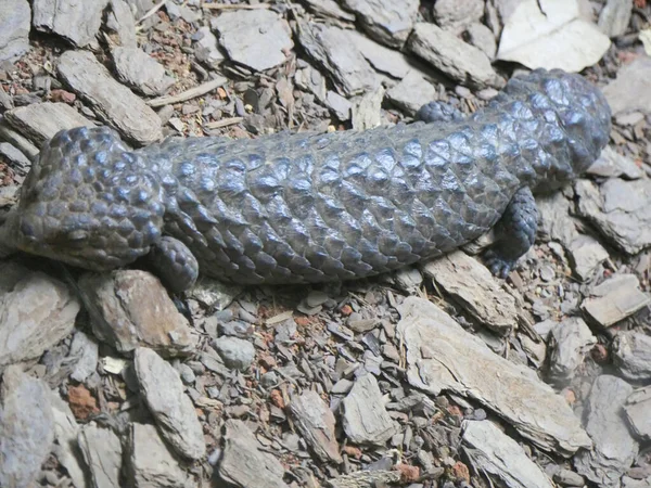Tiliqua rugosa, en yaygın olarak bilinen adıyla kiremit sırtlı kertenkele ya da yolda sürünen kısa kuyruklu kertenkele.