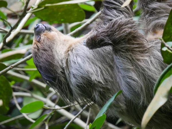 Animal Perezoso Colgando Árbol Los Perezosos Son Grupo Mamíferos Neotropicales — Foto de Stock