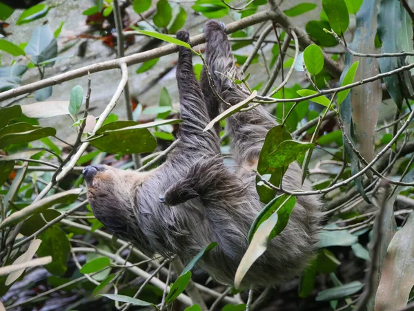 Animal Perezoso Colgando Árbol Los Perezosos Son Grupo Mamíferos Neotropicales —  Fotos de Stock