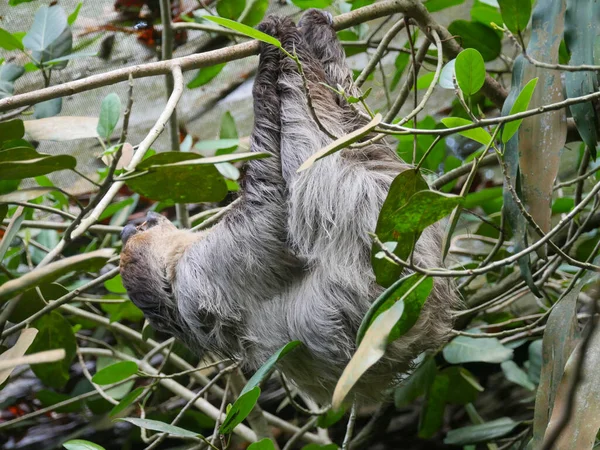 懒惰的动物挂在树上 树懒是一类植物区系的新热带异种哺乳动物 构成了叶脉亚目 以动作缓慢而闻名 — 图库照片
