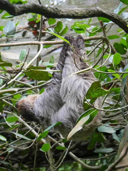 Sloth Animal hanging on Tree. Sloths are a group of arboreal Neotropical xenarthran mammals, constituting the suborder Folivora. Noted for their slowness of movement.