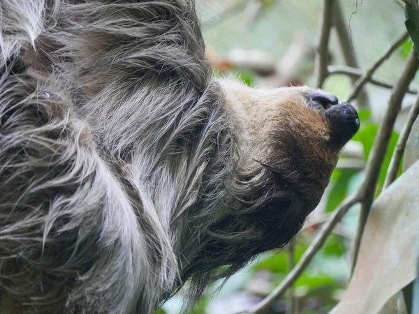 Animal Perezoso Colgando Árbol Los Perezosos Son Grupo Mamíferos Neotropicales —  Fotos de Stock