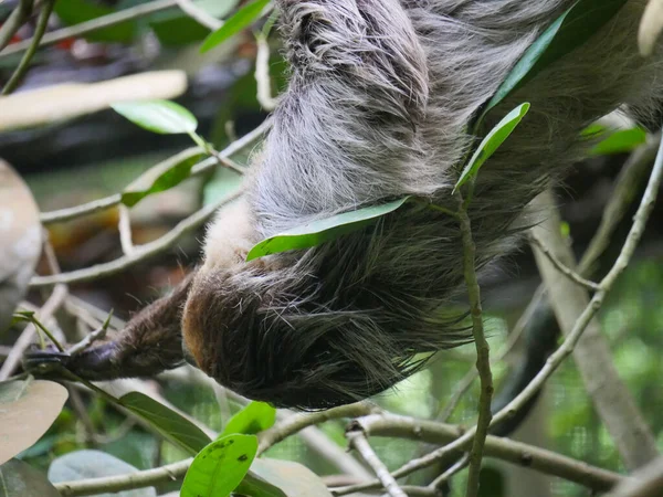 Animal Perezoso Colgando Árbol Los Perezosos Son Grupo Mamíferos Neotropicales —  Fotos de Stock
