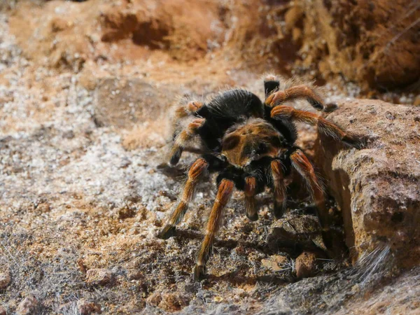 นเรดเลกหร อทาร าขาแดงคลานบนพ Tarantula ขาแดงเม นหร อขาแดง Brachypelma Emilia นสายพ — ภาพถ่ายสต็อก