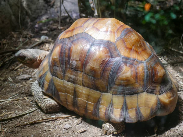 Astrochelys Yniphora Angonoka 기어다니는 Madagascar Angulated Tortoise 도알려져 있습니다 — 스톡 사진