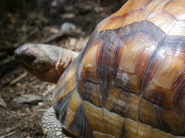 Ploughshare Sköldpadda Den Angonoka Sköldpadda Astrochelys Yniphora Det Också Känt — Stockfoto