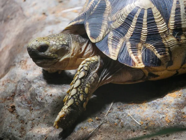 Burmesiska Stjärnsköldpaddan Kryper Marken Burmesiska Stjärn Sköldpadda Geochelone Platynota Kritiskt — Stockfoto