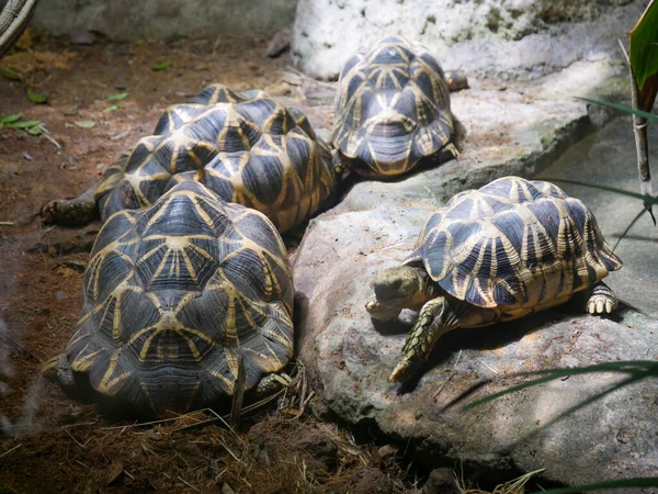Birmaanse Sterschildpad Kruipt Grond Birmaanse Sterschildpad Geochelone Platynota Een Schildpad — Stockfoto