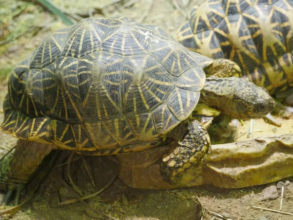 Tortue Étoilée Indienne Une Espèce Tortue Menacée Rampant Sur Sol — Photo