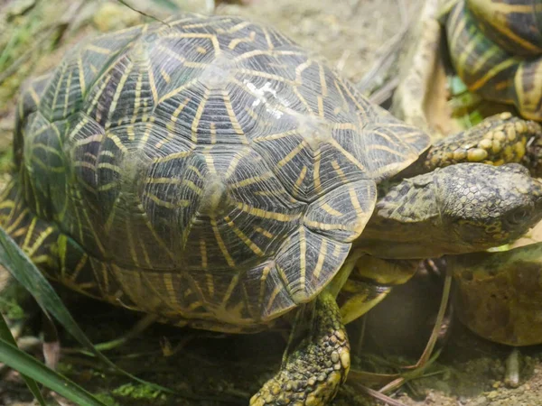 Indiansköldpadda Hotad Sköldpadda Som Kryper Marken Indiska Stjärn Sköldpadda Geochelone — Stockfoto