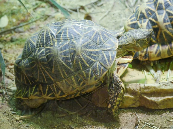 Indiansköldpadda Hotad Sköldpadda Som Kryper Marken Indiska Stjärn Sköldpadda Geochelone — Stockfoto