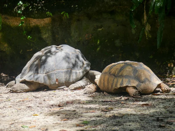 Giant tortoises resting on ground. Giant tortoises are any of several species of various large land tortoises. Giant tortoises are among the world\'s longest-living animals, with an average lifespan of 100 years or more.