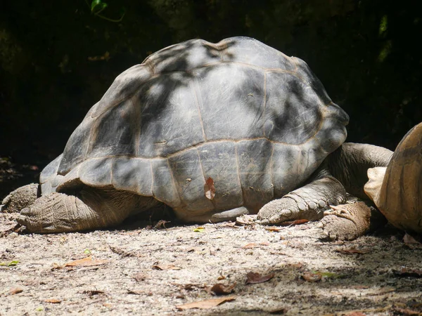 거북은 거북의 일종이다 자이언트 거북은 100 이상인 세계에서 동물중 — 스톡 사진