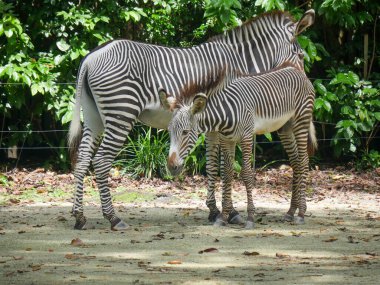 Zebra ve yavrusu yerde dikiliyorlar. Zebralar (subgenus Hippotigris), Afrika 'nın kendine özgü siyah-beyaz çizgili atlarıdır..
