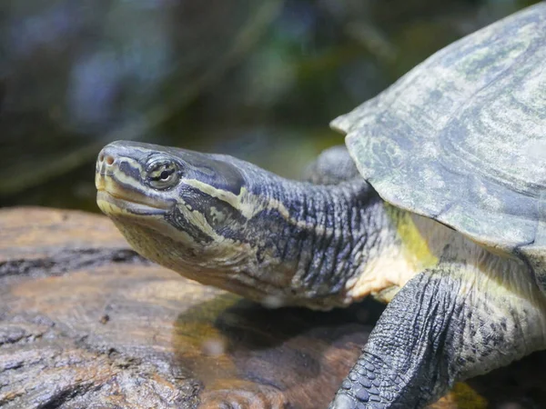 Turtle Resting Wood Log Turtles Order Reptiles Known Testudines Characterized — Stock Photo, Image