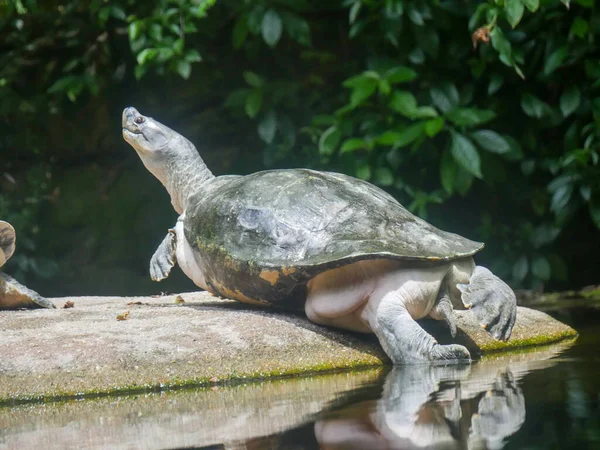Sköldpadda Vilar Vedstocken Sköldpaddor Ordning Reptiler Som Kallas Testudines Kännetecknas — Stockfoto