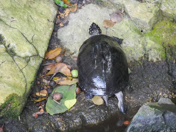 黒池亀 Geoclemys Hamiltonii 池の近くでのんびりと池亀として知られる — ストック写真