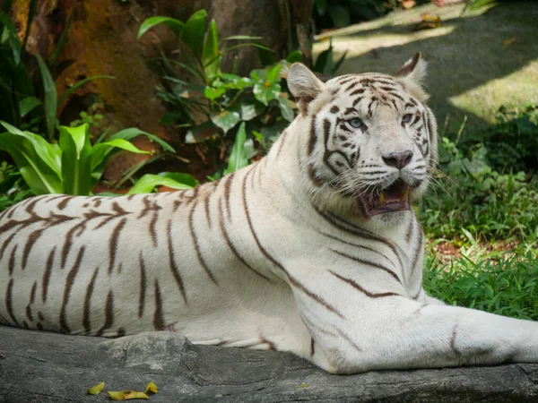 Tigre Branco Tigre Branqueado Sentado Relaxante Selva — Fotografia de Stock