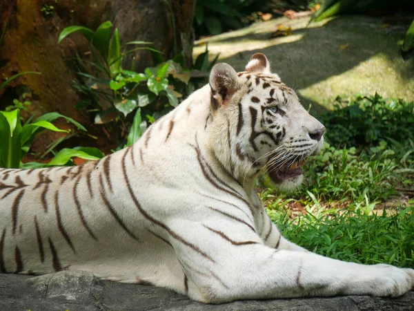 Weißer Tiger Oder Gebleichter Tiger Sitzen Und Entspannen Dschungel — Stockfoto