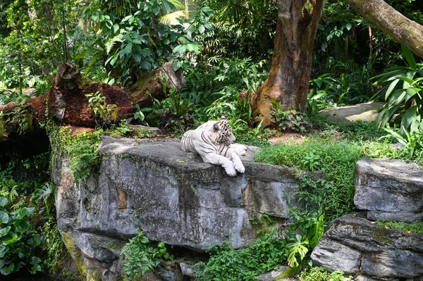 Beyaz Kaplan Ağarmış Kaplan Ormanda Oturuyor Dinleniyor — Stok fotoğraf