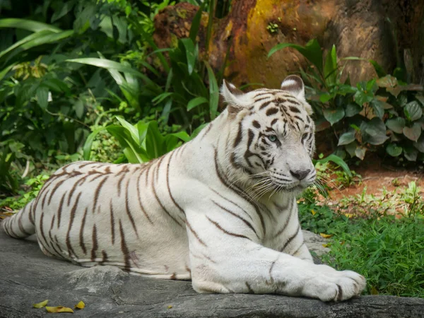 White tiger or bleached tiger seated and relaxing in Jungle
