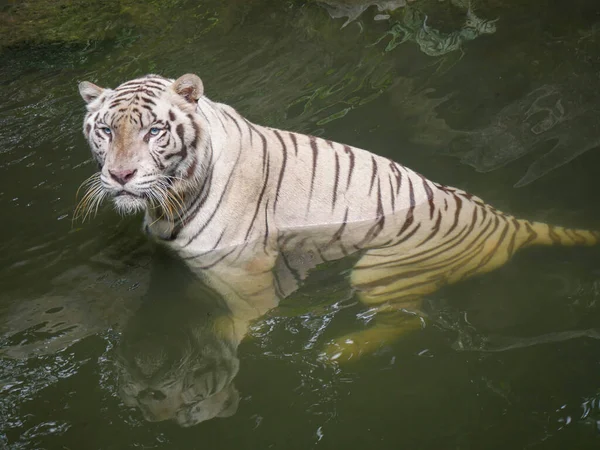 Weißer Tiger Oder Gebleichter Tiger Schwimmt Wasser — Stockfoto