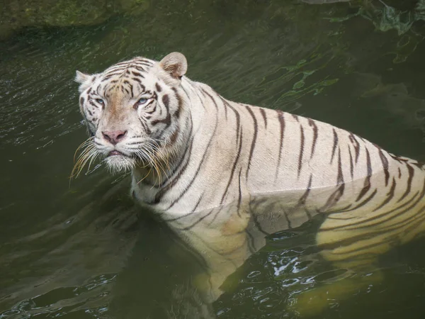 Weißer Tiger Oder Gebleichter Tiger Schwimmt Wasser — Stockfoto