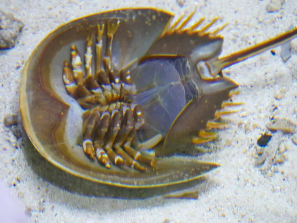 Horseshoe crab in water upside down position
