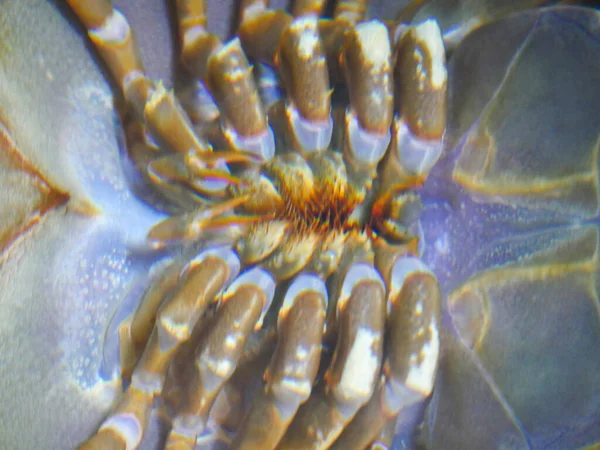 Horseshoe crab in water upside down position