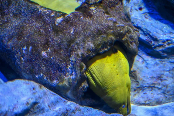 뱀장어는 수중에 자이언트 Yellow Giant Moray Gymnothorax Javanicus 곰치의 일종이며 — 스톡 사진