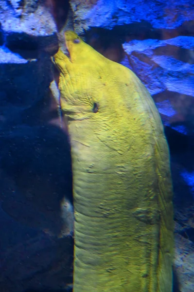 Gigantyczny Moray Eel Jest Ukryty Pod Wodą Żółty Moray Olbrzymi — Zdjęcie stockowe