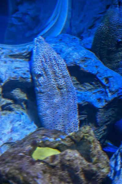 Pez Anguila Está Escondido Bajo Agua Acuario Peces Las Anguilas — Foto de Stock