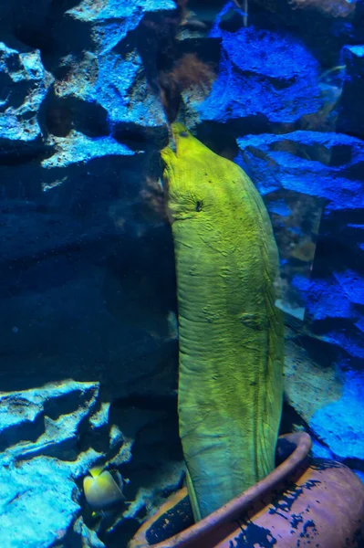 Gigantyczny Moray Eel Jest Ukryty Pod Wodą Żółty Moray Olbrzymi — Zdjęcie stockowe