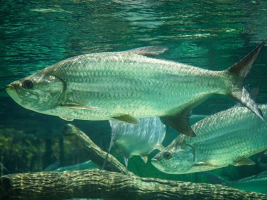 Büyük balık akvaryumunda yüzen gümüş kral olarak da bilinen Atlantik tarpon balığı. Atlantik tarponu (