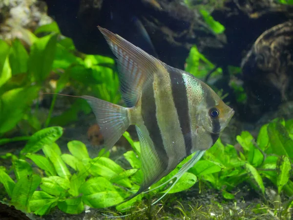 Akvaryumda yüzen Altum Melek Balığı. Pterophyllum altum, ayrıca altum melek balığı, derin melek balığı veya Orinoco melek balığı olarak da bilinir.